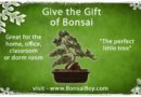 Bonsai Boy Sells Beautiful Bonsai Trees